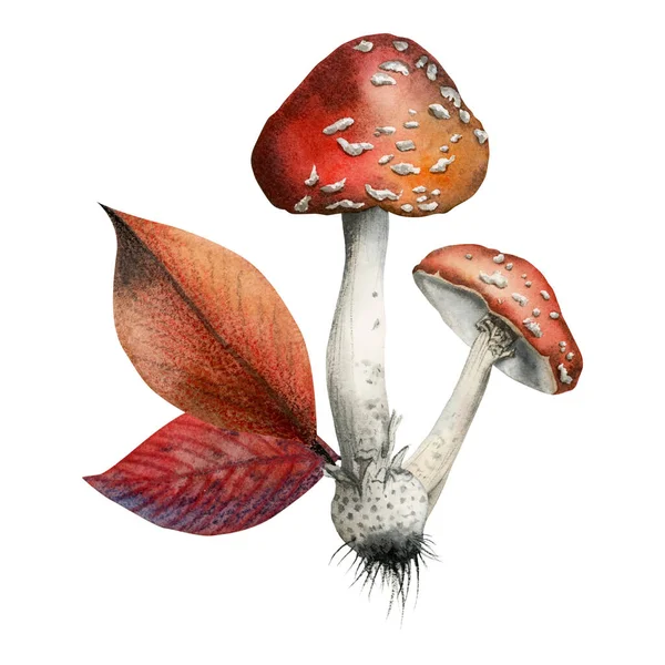 Two Watercolor Fly Agaric Mushrooms Red Autumn Leaves Illustration Isolated — Stock Photo, Image