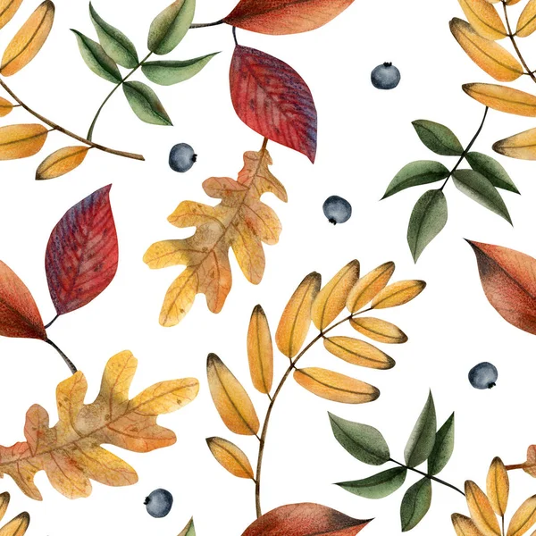 Акварель Упала Осенние Листья Голубые Ягоды Плавно Узор Белом Осень — стоковое фото