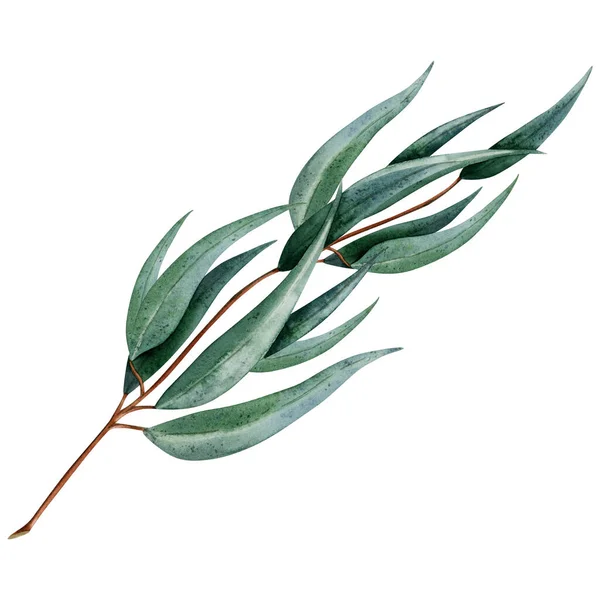 Australijska Gałązka Eukaliptusa Długimi Liśćmi Ilustracji Botanicznej Odizolowana Białym Tle — Zdjęcie stockowe