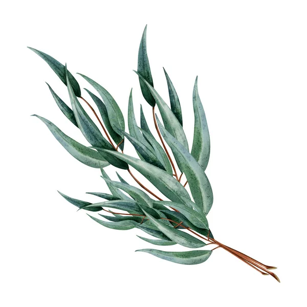 白い背景に孤立した植物イラストの枝のオーストラリアのユーカリの花束 葉が長い薬用植物の手描き水彩画の小枝 — ストック写真