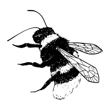 Çizgi çizim tarzında uçan yaban arısı vektör böceği illüstrasyonu. Bal tasarımları için yaz hayvanı, kır çiçekleri kompozisyonlar, kartpostal, posterler.