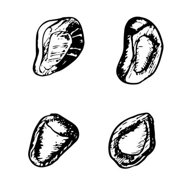 Nar tohumları vektör grafik çizim seti. Detaylı botanik çizim sanatı.