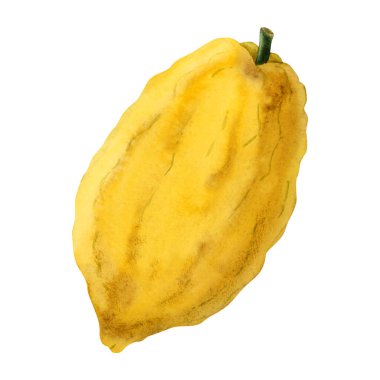 Yahudi tatil türleri için Sukkot etrog meyvesi beyaz arka planda izole edilmiş suluboya çizimi. Sarı narenciye tasarım elementi.