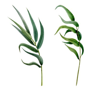 Suluboya söğüt ağacı dalları, Sukkot türünün kutlamaları için beyaz arka planda izole edilmiş iki daldan oluşan bir örnekleme seti. Taze yeşil yapraklar, ağlayan botanik söğüt ağacı..