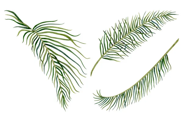 Akwarela Tropikalnych Liści Palmowych Acrocomia Dżungla Ilustracje Botaniczne Odizolowane Białym — Zdjęcie stockowe