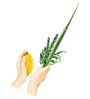 Lulav suluboya resimlerini Yahudi Sukkot bayramı için beyaz arka planda izole etmek. Dört tür palmiye yaprağı, mersin, söğüt ve Etrog tutan insanlar..