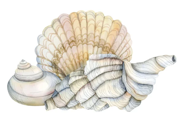 水色锥形螺旋形贝壳 带有扇贝壳图解 浅灰色和米黄色 背景白色 用于贴纸和航海设计 — 图库照片