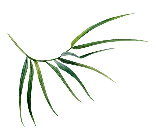 Ramo Bambù Verde Con Foglie Illustrazione Acquerello Isolato Sfondo Bianco — Foto Stock