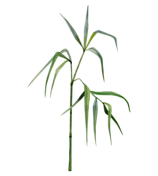 Rostoucí Bambusový Stonek Větve Zelenými Listy Akvarel Ilustrace Izolované Bílém — Stock fotografie