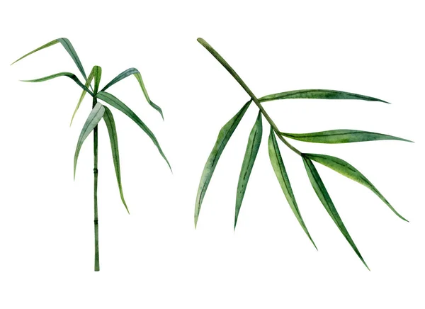 Bamboo Stem Branches Green Leaves Watercolor Illustration Set Isolated White — Stock Photo, Image