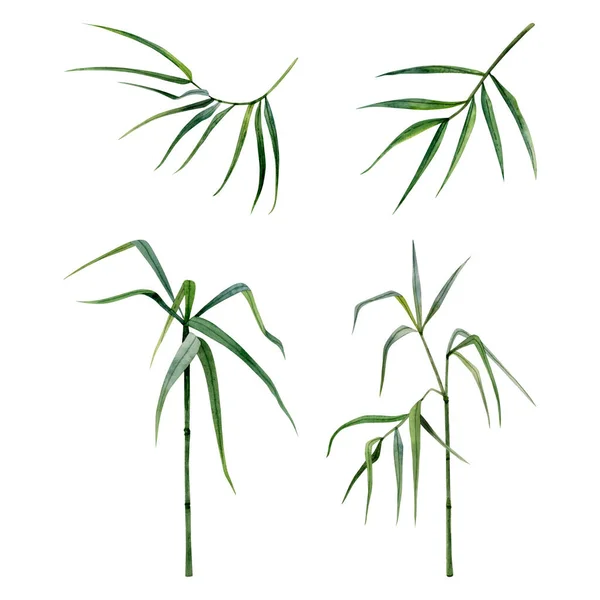 Bambu Akvarell Illustrationer Som Med Stjälkar Grenar Och Blad Isolerade — Stockfoto