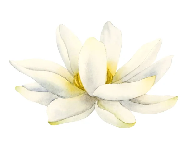 Белый Цветок Лотоса Реалистичная Акварель Иллюстрация Изолированы Белом Фоне Центров — стоковое фото