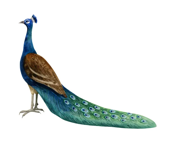Pájaro Pavo Real Con Colorida Ilustración Acuarela Cola Larga Aislada —  Fotos de Stock