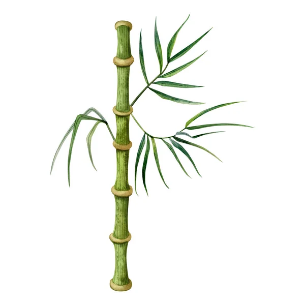 枝と緑の竹の茎は 白い背景に隔離された水彩画のイラストを残します トロピカルな自然の手描きのリアルなクリップ — ストック写真