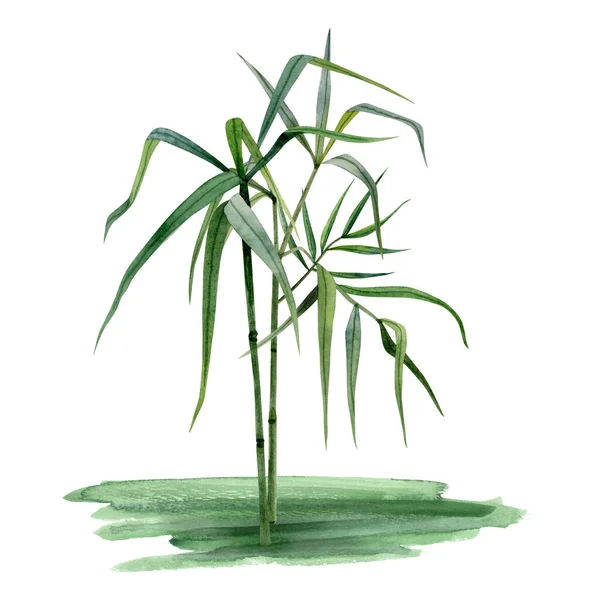 Aquarel Groeiende Bamboe Stengels Met Takken Bladeren Gras Illustratie Geïsoleerd — Stockfoto