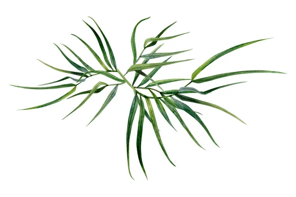 Abstract Bamboo Branches Leaves Watercolor Illustration Tropical Nature Hand Drawn — Stock Photo, Image