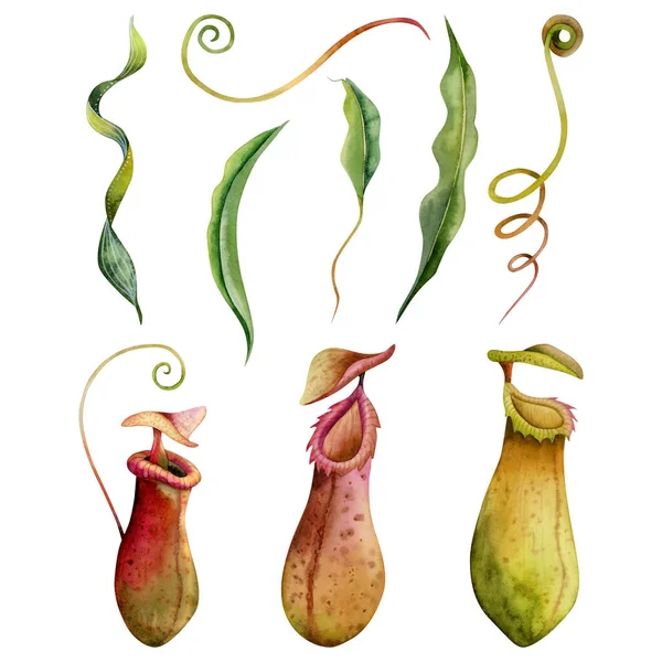 Watercolor Nepenthes Carnivorous Plants Illustration Set Isolated White Background Tropical — Stock Photo, Image