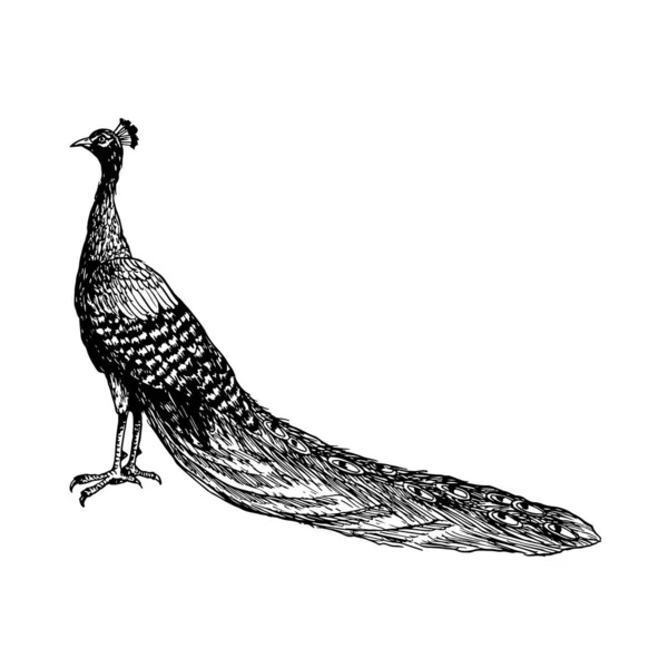 黑白相间的孔雀鸟 有长尾矢量图解 热带自然逼真细墨山体 — 图库矢量图片