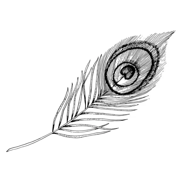 Vector Påfågel Fjäder Hand Dras Bläck Grafisk Illustration Svart Och — Stock vektor