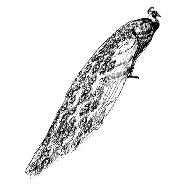 Pájaro Pavo Real Con Ilustración Vectores Cola Larga Clipart Detallado — Vector de stock