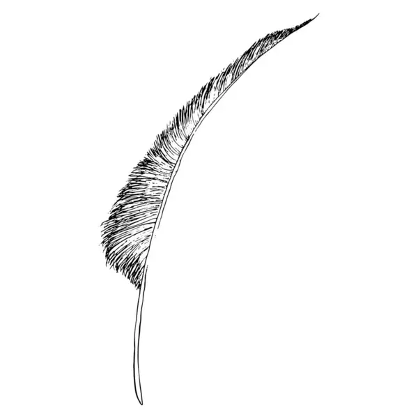 Illustrazione Grafica Inchiostro Disegnato Mano Piuma Uccello Vettoriale Bianco Nero — Vettoriale Stock