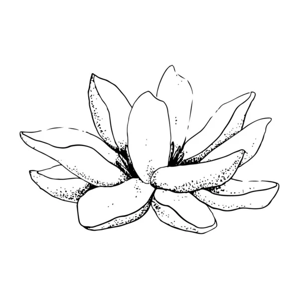 Vektor Lotus Blomma Realistisk Grafisk Skiss Illustration För Yoga Centra — Stock vektor