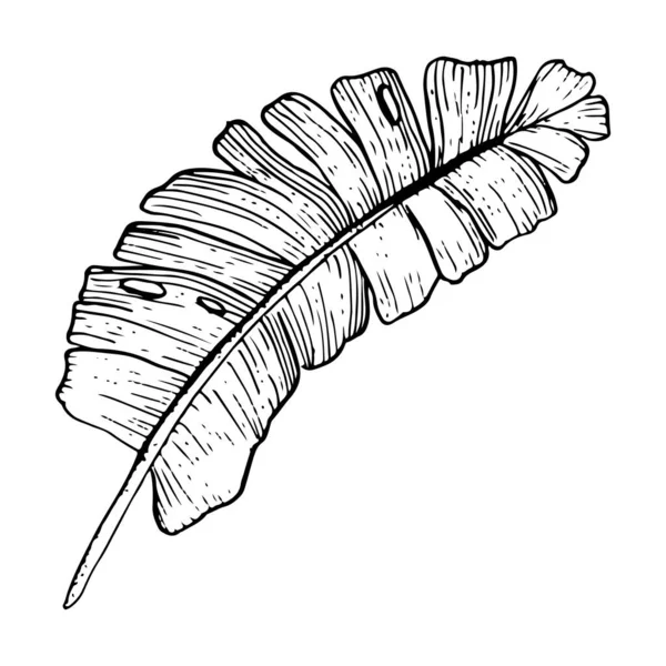 Hoja Palma Tropical Vista Superior Ilustración Vectorial Dibujada Mano Blanco — Archivo Imágenes Vectoriales