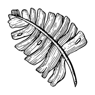 Vektör canavar tropikal palmiye yaprağı, üst manzara. Siyah beyaz elle çizilmiş mürekkep çizimi. Grafik orman bitkisi.
