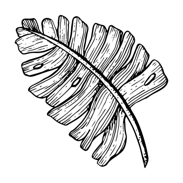Vektor Monstera Tropiska Palmblad Ovanifrån Handritad Bläckskiss Illustration Svart Och — Stock vektor