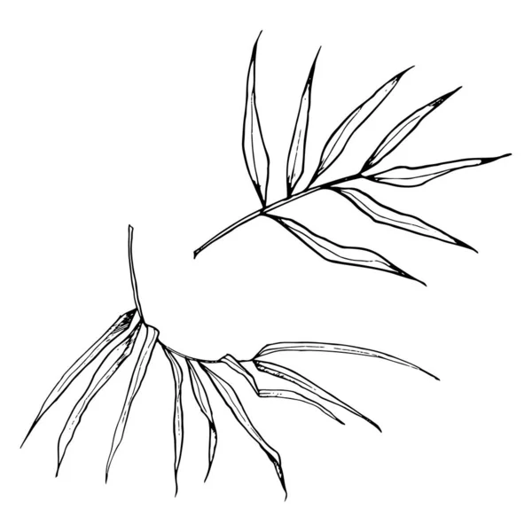 葉が付いているベクターの竹の枝 グラフィック ブラックおよび白いイラスト セット トロピカルな自然の手描きのリアルな図面 — ストックベクタ