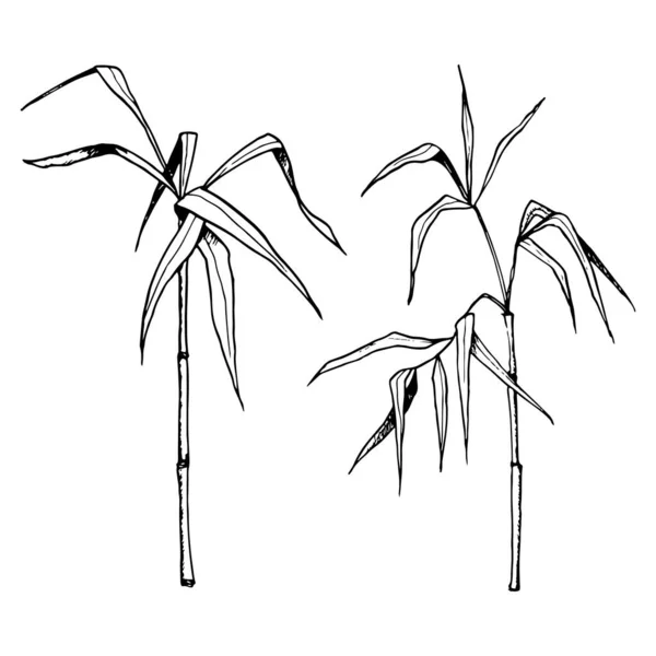 Bambu Sapları Dallar Yetiştiren Vektör Grafik Çizim Setiyle Siyah Beyaz — Stok Vektör
