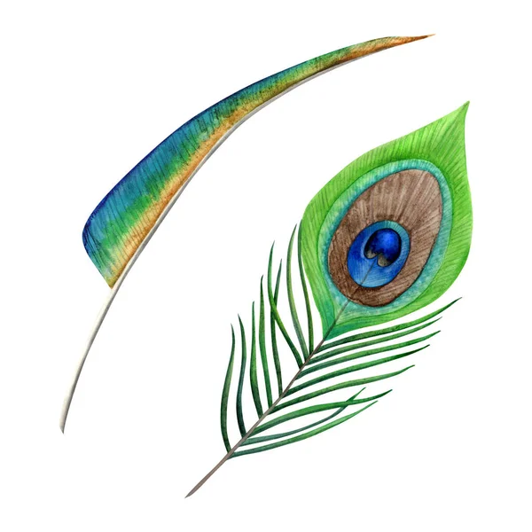 Akvarell Grön Blå Påfågel Fjädrar Uppsättning Handritade Illustrationer Isolerade Vit — Stockfoto