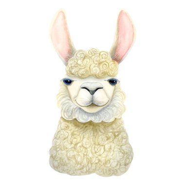 Beyaz arka planda izole edilmiş komik alpaka lama suluboya çizimi. Parmak izleri, duvar resimleri ve kartlar için kıvırcık memeli hayvan resimleri..