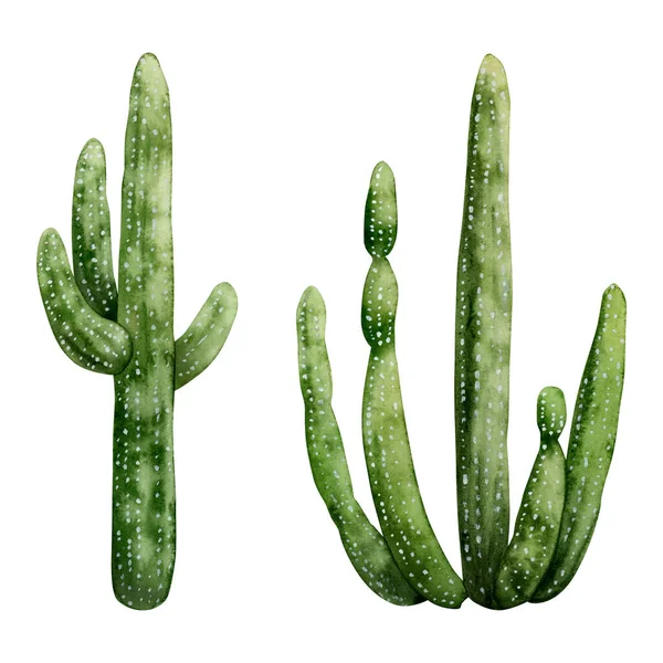 Giant Saguaro Carnegiea Cactus Aquarel Illustratie Set Geïsoleerd Witte Achtergrond — Stockfoto