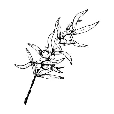 Doğal kozmetik, bitkisel çay, organik yağ, reçel ve meyve suyu için siyah-beyaz vektör illüstrasyonunu yaprak ve böğürtlenli su aygırı dalı ile çizdim..
