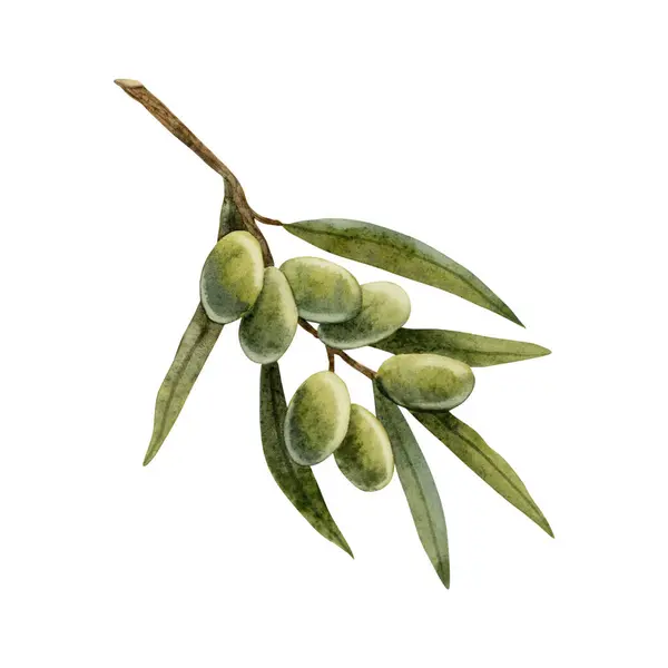 Olivenzweig Mit Grünen Beeren Aquarell Illustration Isoliert Auf Weißem Hintergrund — Stockfoto