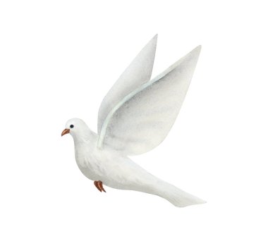 Beyaz arka planda izole edilmiş suluboya beyaz güvercin resmi. El çizimi güvercin kuşu gerçekçi basit bir şekilde.