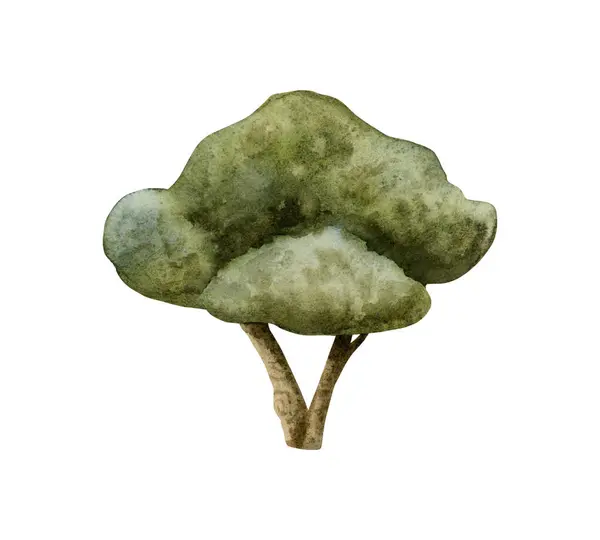 Olivträd Akvarell Illustration För Medelhavet Mönster Grön Lönn Eller Vintergröna — Stockfoto