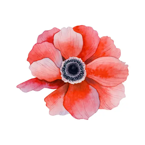 Красный Анемон Цветок Цветка Акварели Цветочная Иллюстрация Изолированы Белом Фоне — стоковое фото
