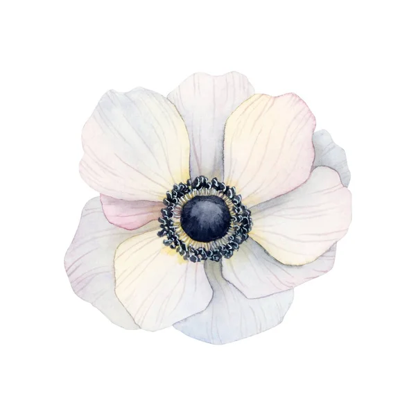 Белый Анемон Цветок Акварель Иллюстрация Изолированы Белом Фоне Легкий Цветок — стоковое фото