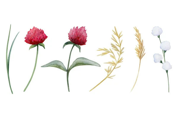 Red clover flowers and field grass watercolor illustration set isolated on white background. Botanical wildflowers clipart for spring and summer floral designs and rustic weddings.