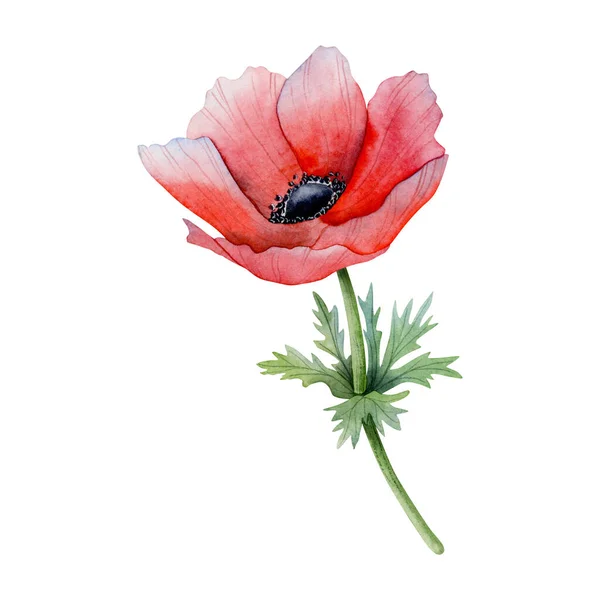 Red anemone with green flowers and stem floral watercolor illustration isolated on white background. Field poppy flower with seeds for spring design and prints.