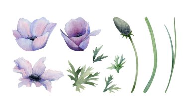 Pastel mor anemonlar, saplı, yapraklı ve tomurcuklu çiçek koleksiyonu. Yaban çiçekli gelincikler bahar düğün tasarımları için çiçek topluyor..
