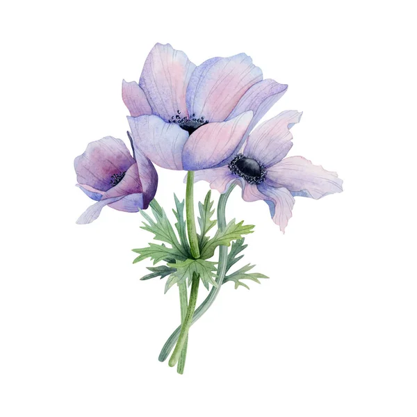 Фиолетовый Анемон Цветы Букет Весенней Акварели Иллюстрации Изолированы Белом Фоне — стоковое фото