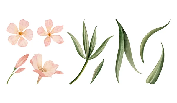 Persika Fuzz Oleander Blommor Och Gröna Blad Akvarell Illustration Som — Stockfoto