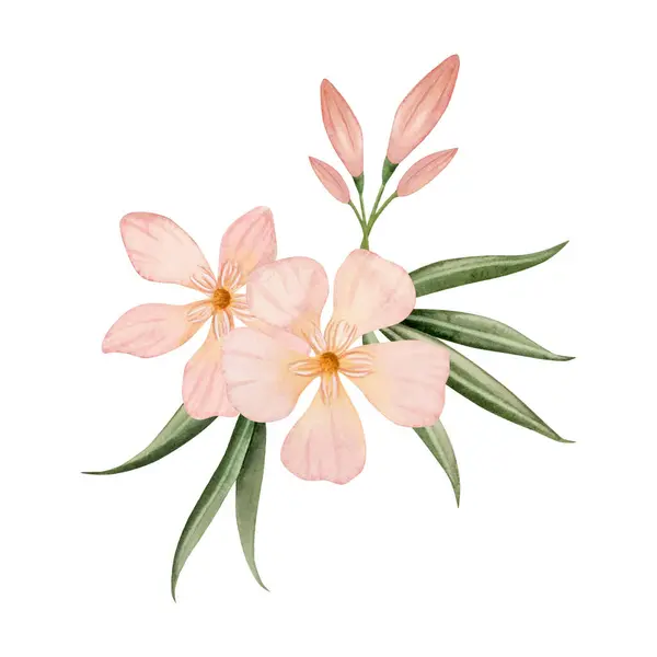 Elegant peach colored Oleander flowers with buds and leaves watercolor illustration isolated on white background. Pastel pink color floral bouquet for wedding designs.
