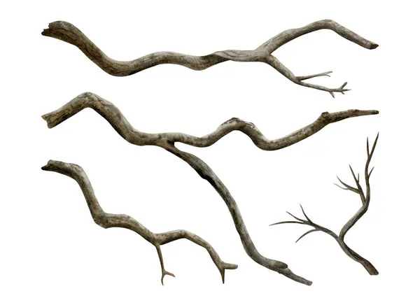 Seco Ramos Árvores Nuas Aquarela Ilustração Conjunto Isolado Fundo Branco — Fotografia de Stock