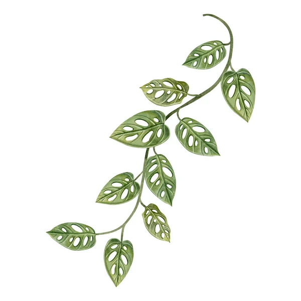 Monstera obliqua vine watercolor illustration isolated on white background. Jungle monkey mask liana plant for rainforest tropical designs.