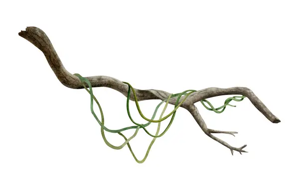 Tropisk Trädgren Med Liana Vinstockar Växter Akvarell Illustration Isolerad Vitt — Stockfoto