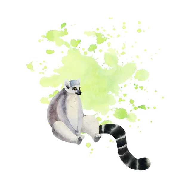 Sitting Funny Desperate Ring Tailed Lemur Long Black White Tail — Stock Photo, Image